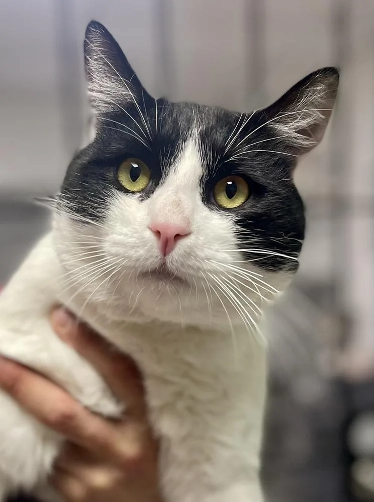 Big Larry thumbnail 3