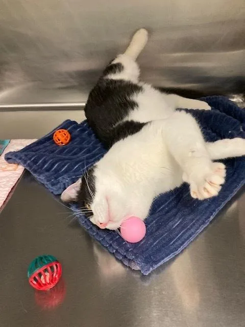 Big Larry thumbnail 5