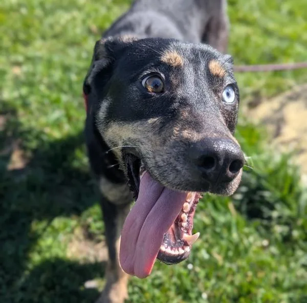 Ciabatta thumbnail 4