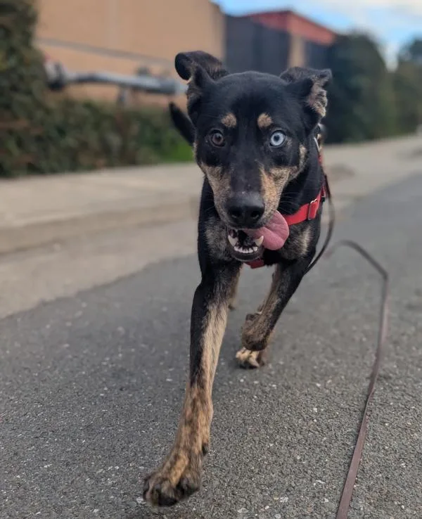 Ciabatta thumbnail 5