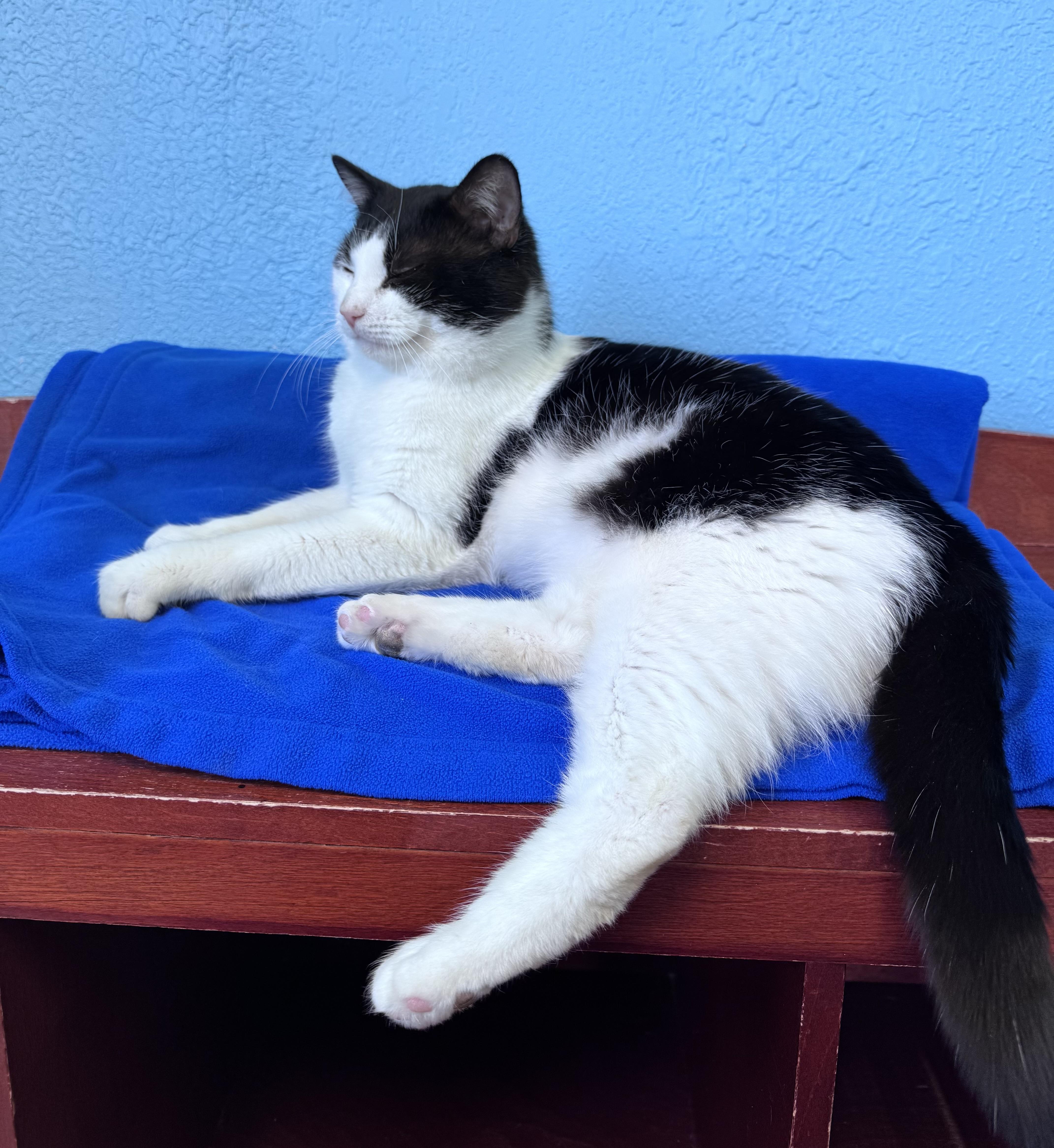 Draco Male Tuxedo Harry thumbnail 4