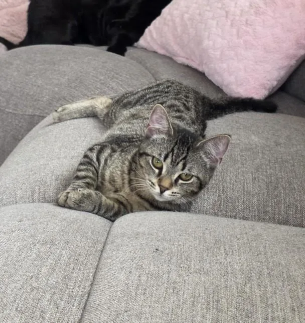 Peppermint Matcha Latte