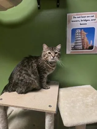 Henry @ Petsmart thumbnail 3