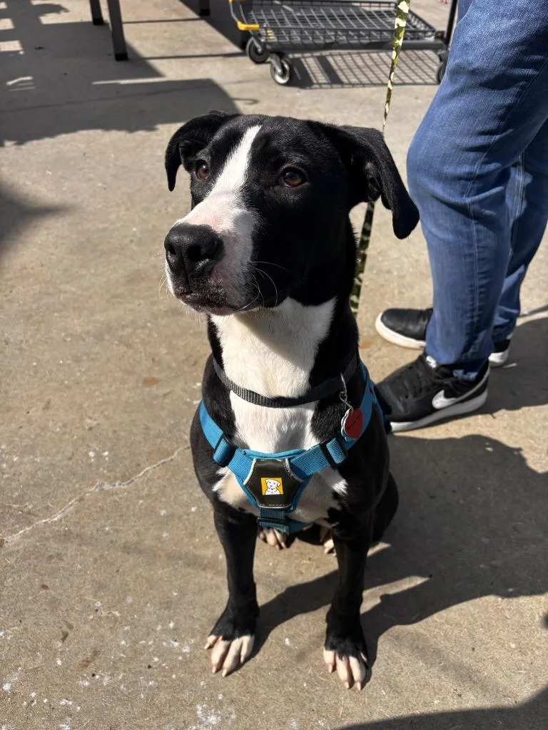 Mcguiver thumbnail 3