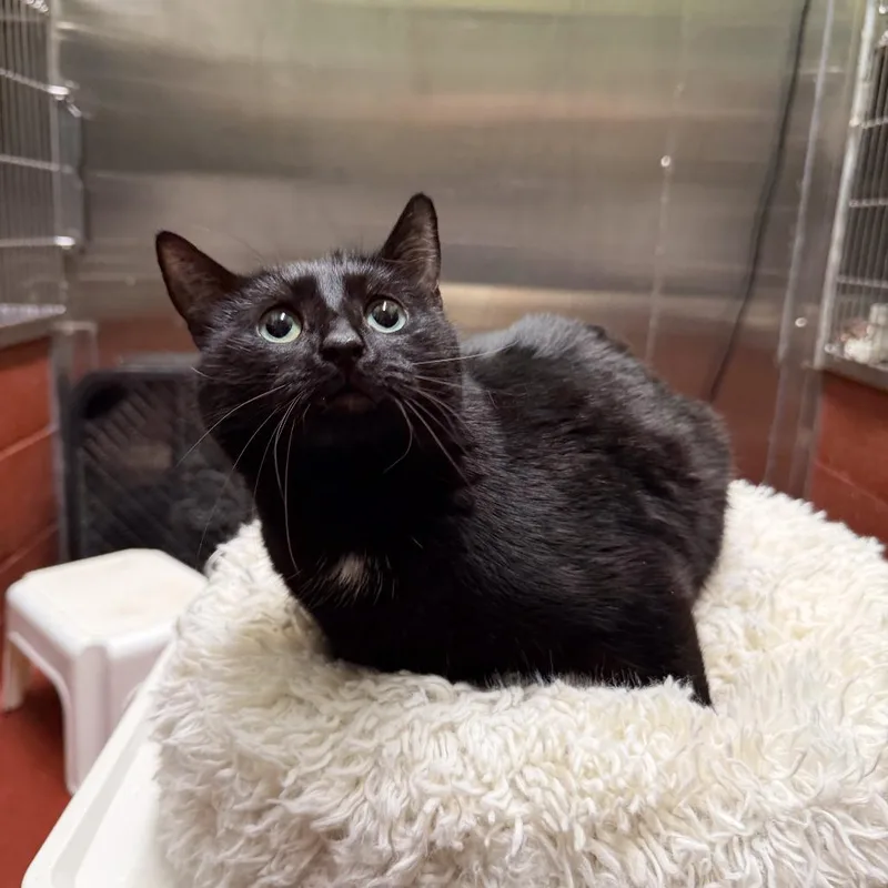 Miss Ma'am thumbnail 2