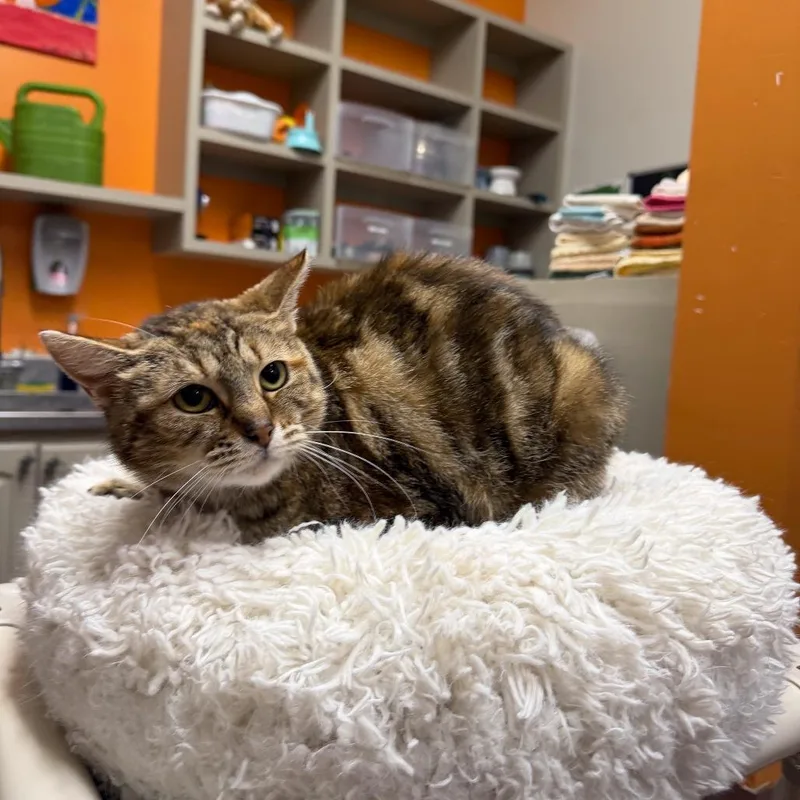 Canoodle thumbnail 2