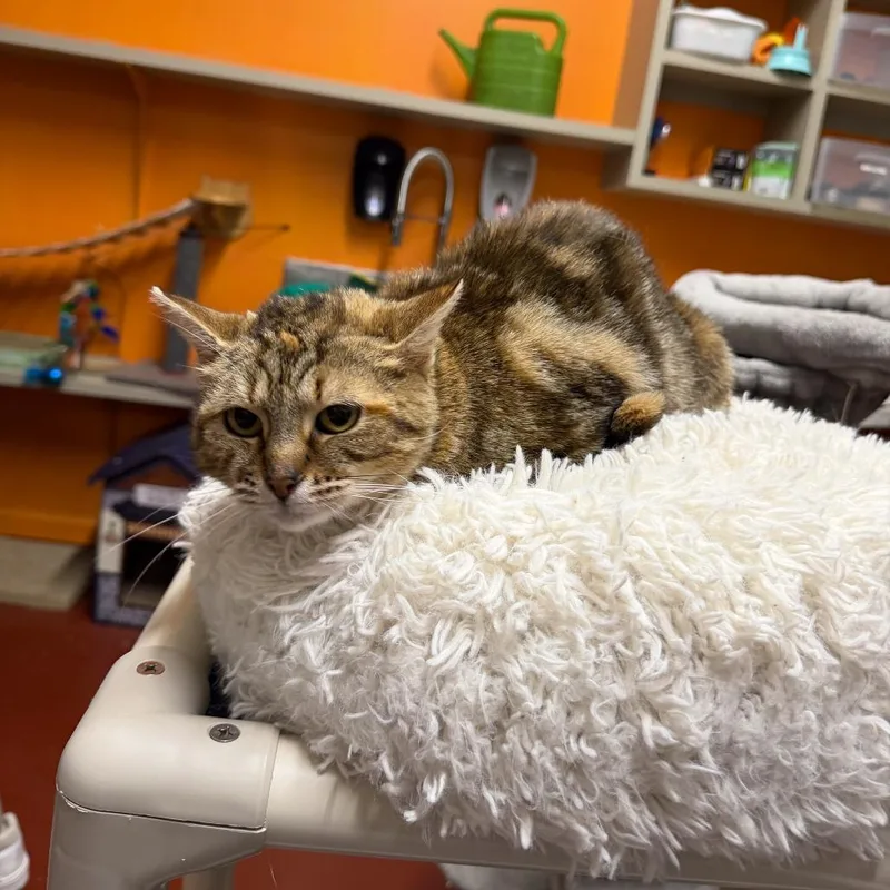 Canoodle thumbnail 3