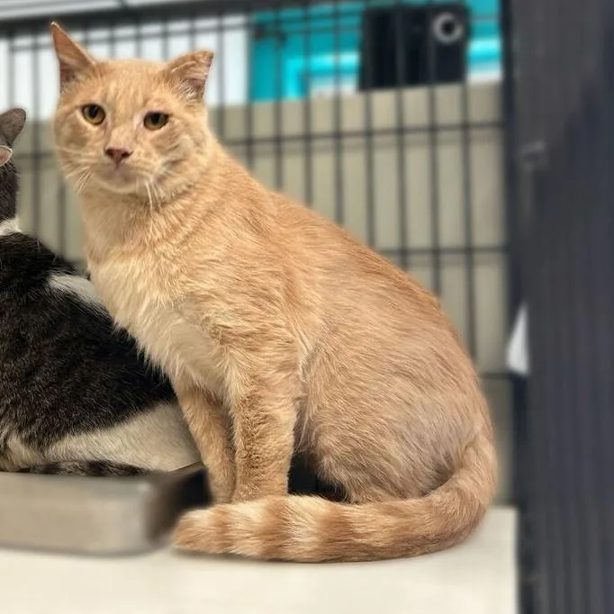 Creme Brulee thumbnail 2