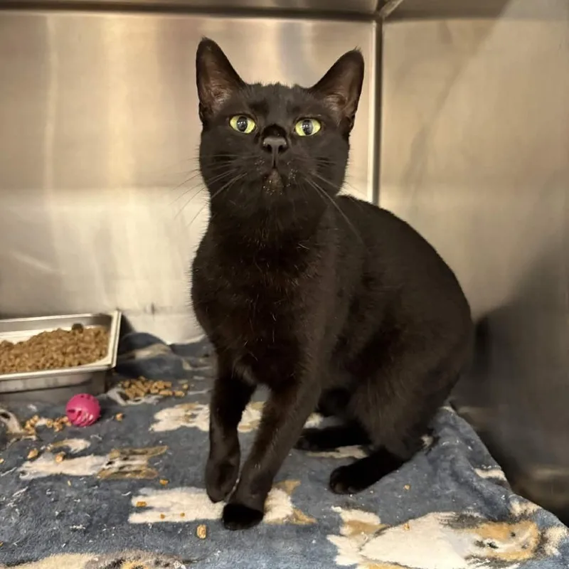 Midnight thumbnail 2