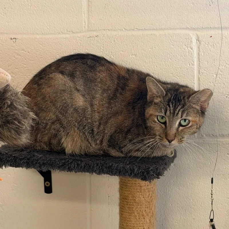 Jezabell thumbnail 2