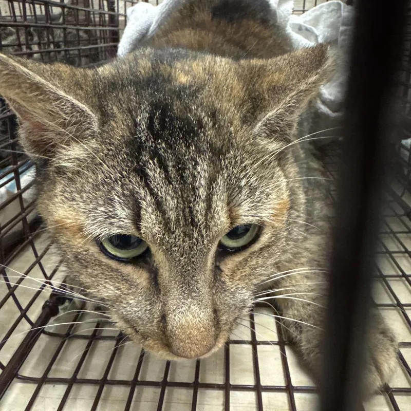 Jezabell thumbnail 3