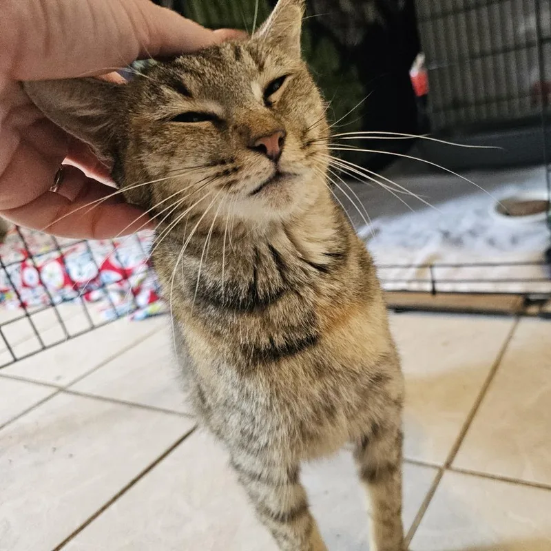 Jezabell thumbnail 5