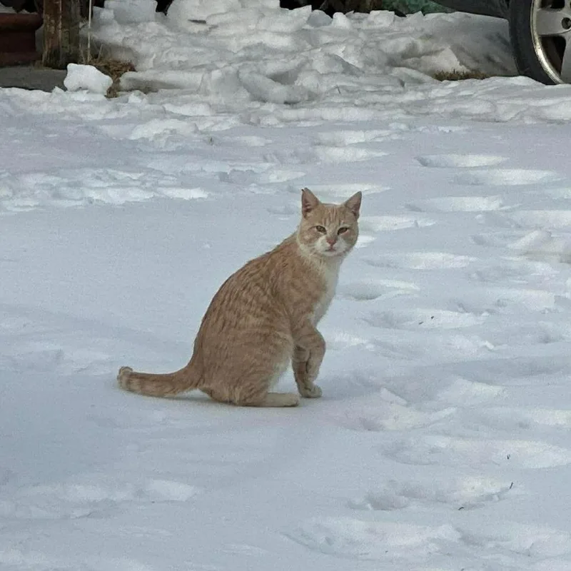 Snickerdoodle Miller