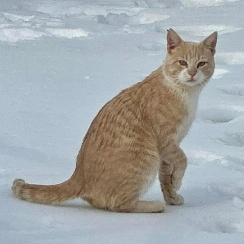 Snickerdoodle Miller thumbnail 2