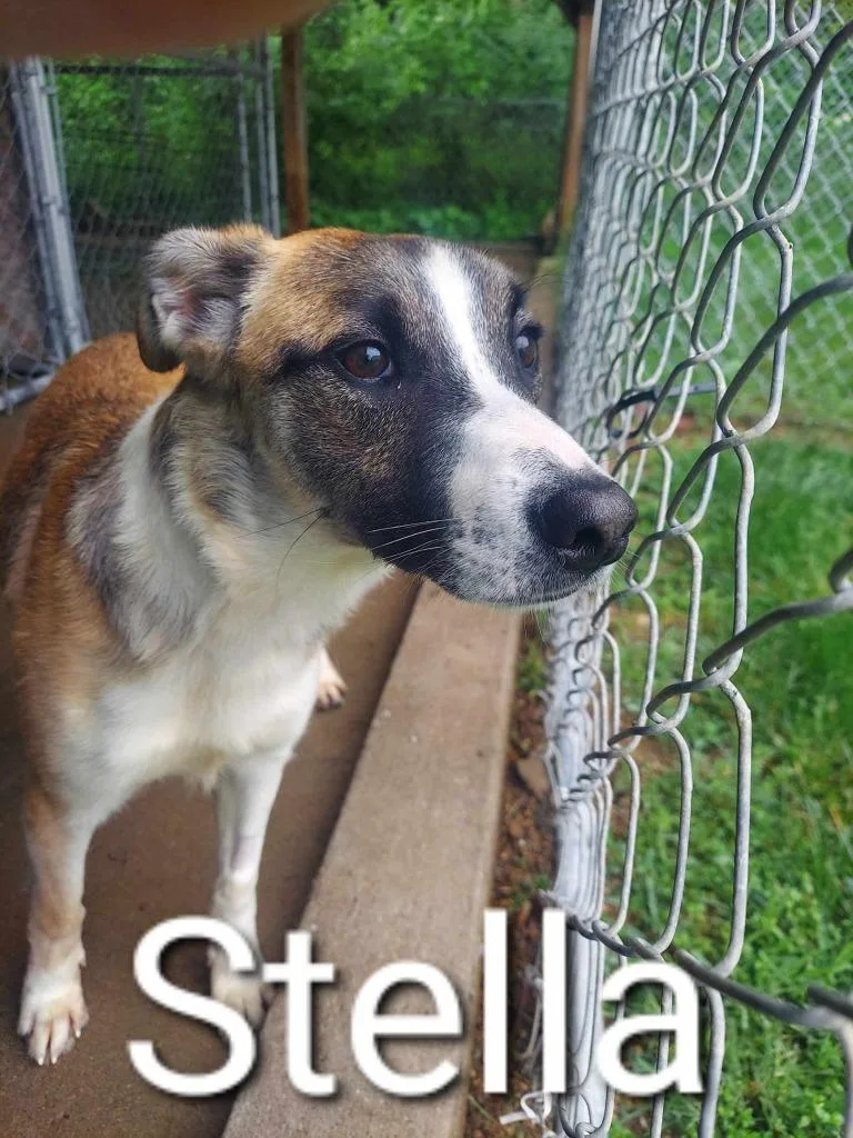 Stella thumbnail 2