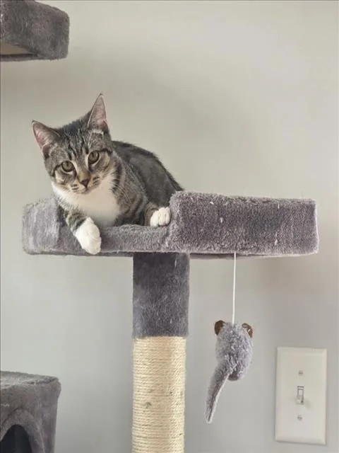 Pumpkin Spice Latte thumbnail 2