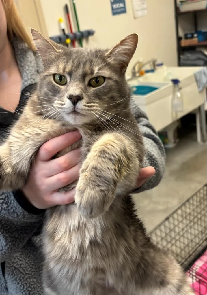 Jellybean thumbnail 2