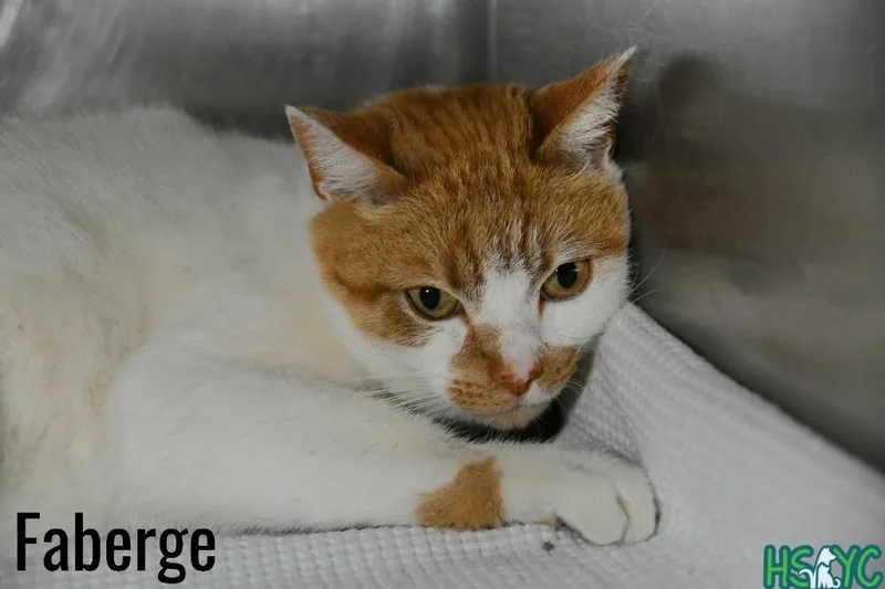 Faberge