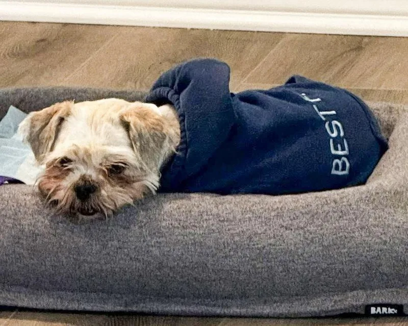 Miss Biscuit thumbnail 2