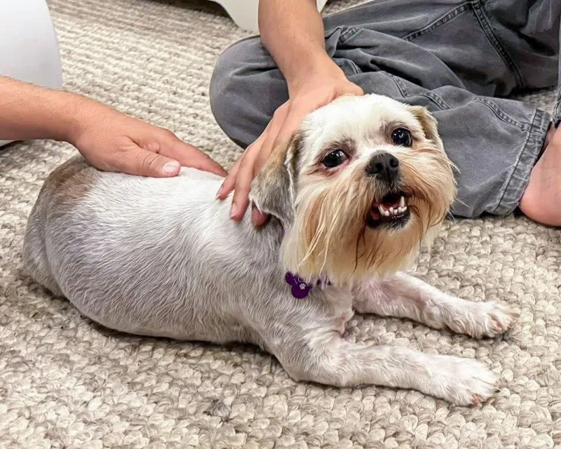 Miss Biscuit thumbnail 3