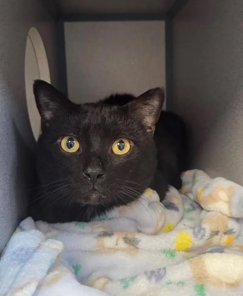 Forklift thumbnail 2