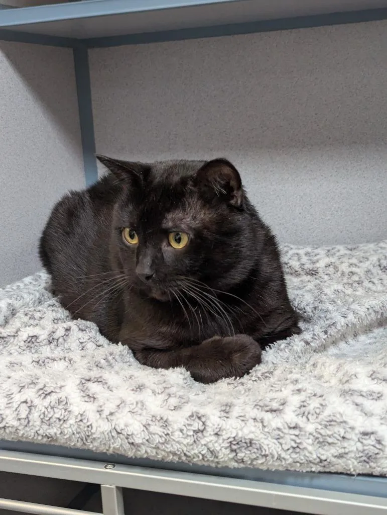 Forklift thumbnail 3