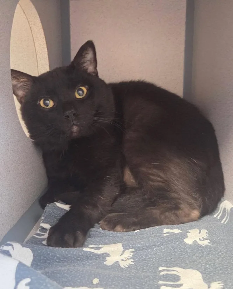 Forklift thumbnail 5