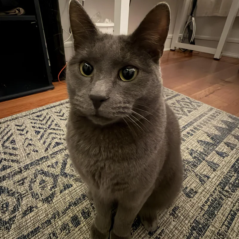 Franklin thumbnail 3