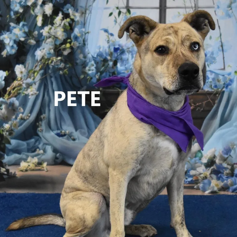 Pete