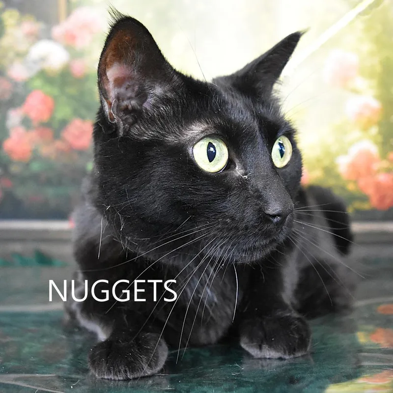 Nuggets thumbnail 2
