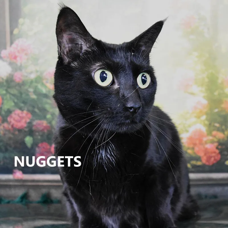 Nuggets thumbnail 3