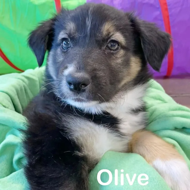 Olive thumbnail 3