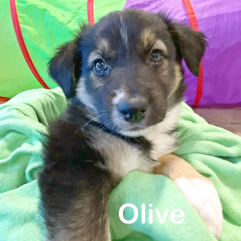 Olive thumbnail 5