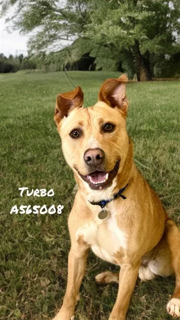 Turbo