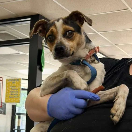 Vera Fang thumbnail 2