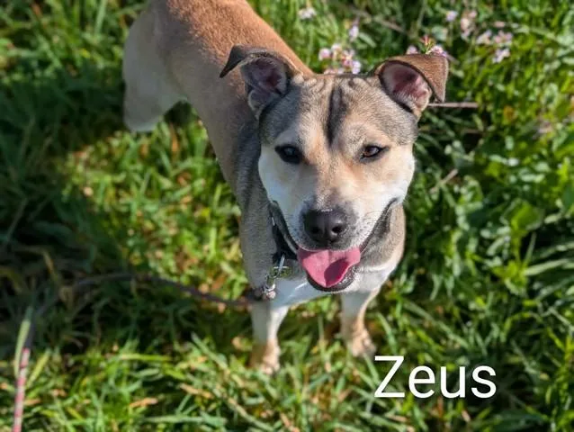 Zeus