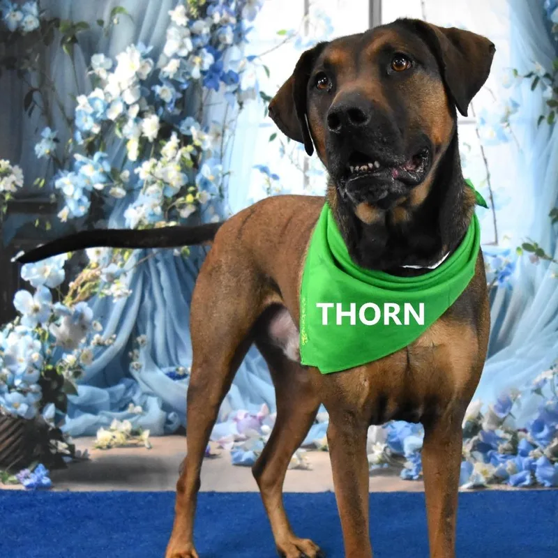 Thorn