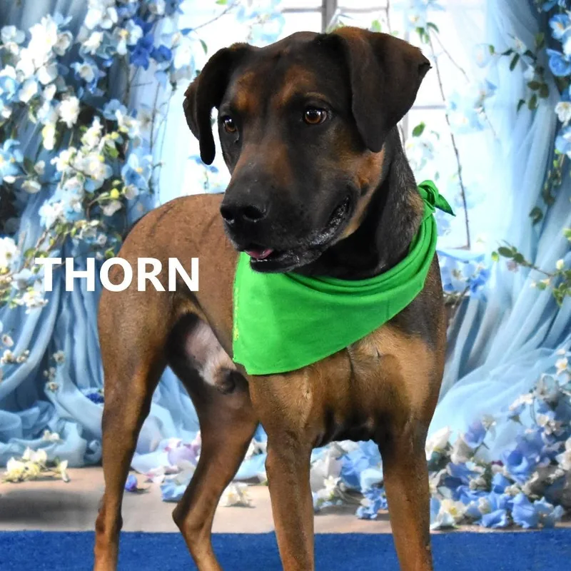 Thorn thumbnail 2