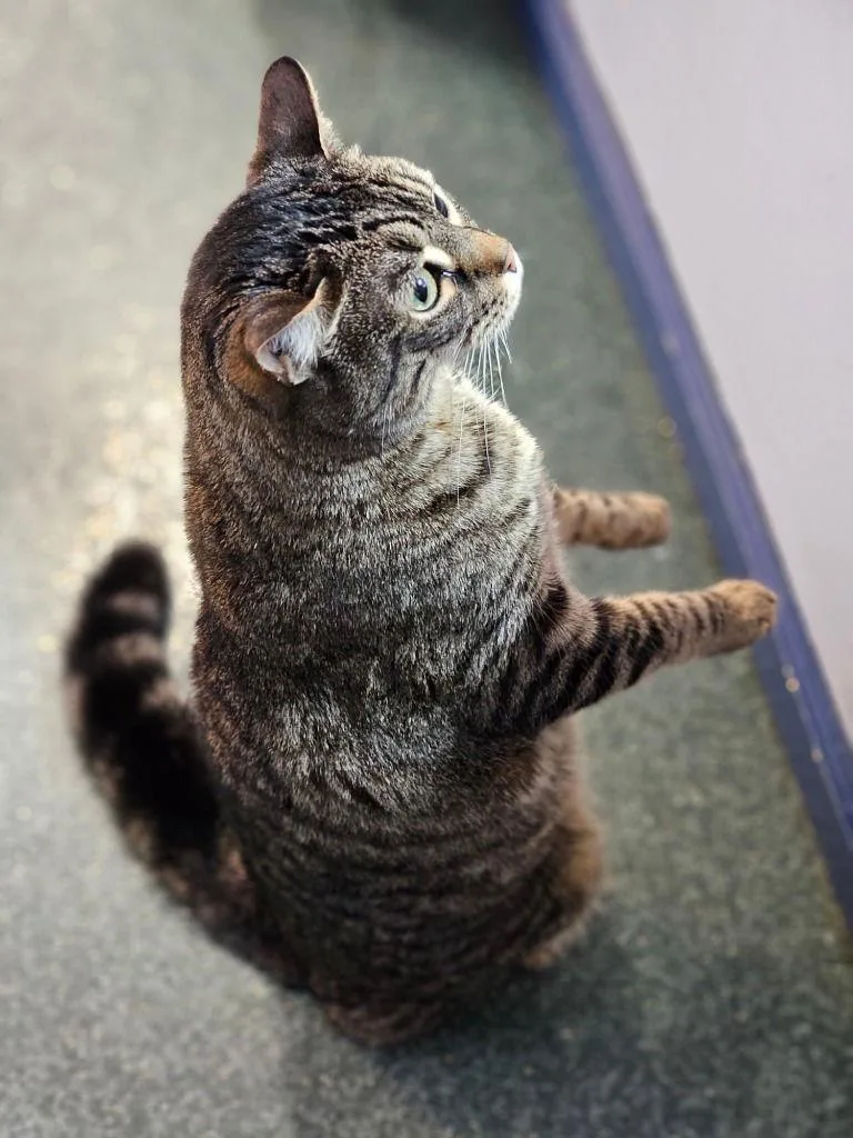 Tigerkins thumbnail 3