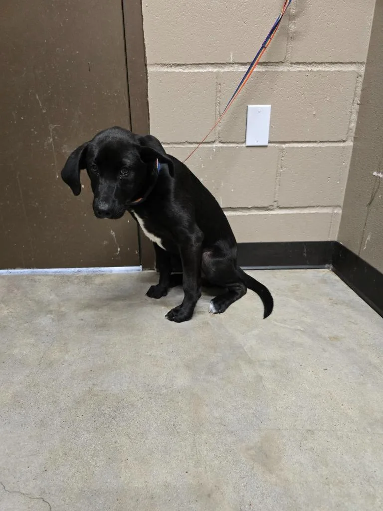 A baby medium-sized male Labrador Retriever dog named Baloo for adoption in Huntsville, TX