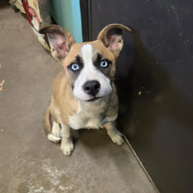 Bean Dip thumbnail 2