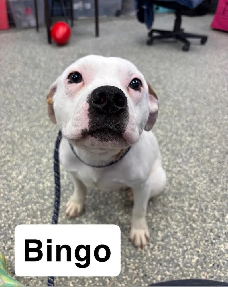 Bingo