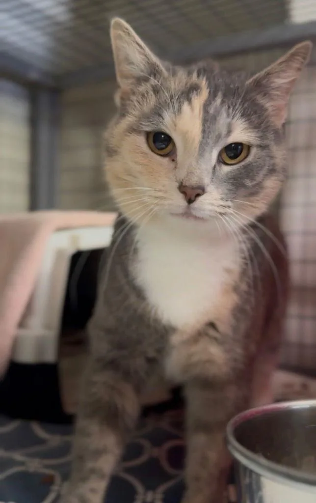 Ice Cream thumbnail 2