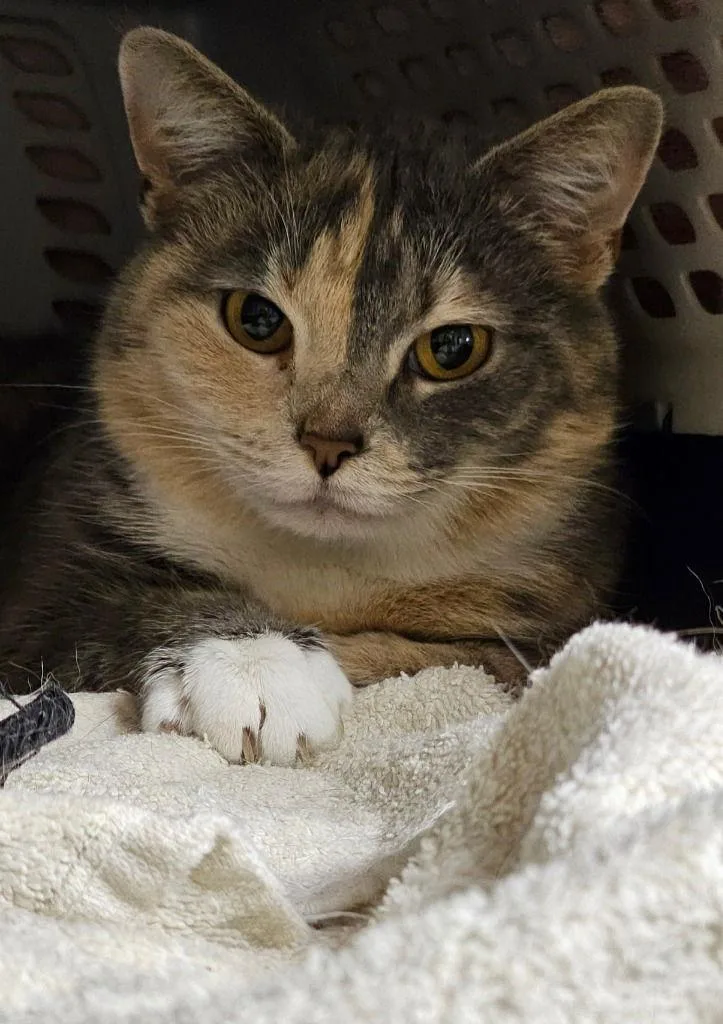 Ice Cream thumbnail 3