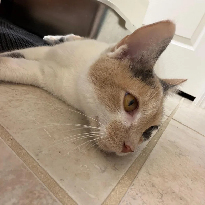 Sweet Cream thumbnail 2