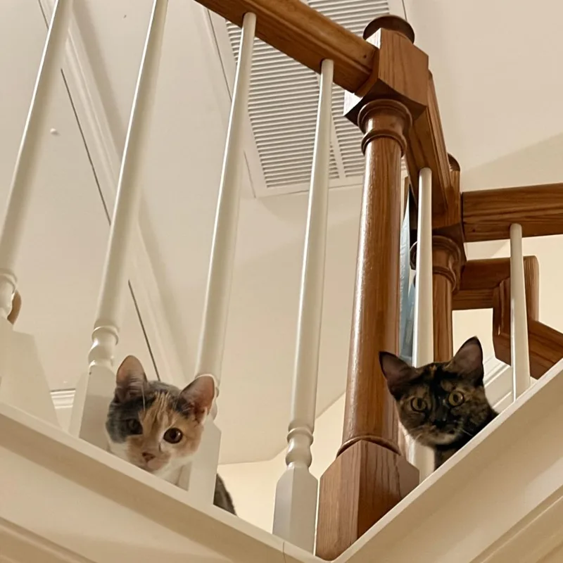 Sweet Cream thumbnail 3