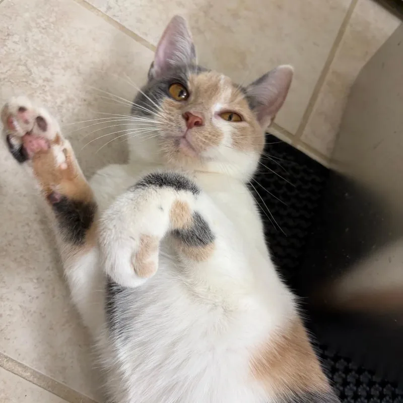 Sweet Cream thumbnail 4