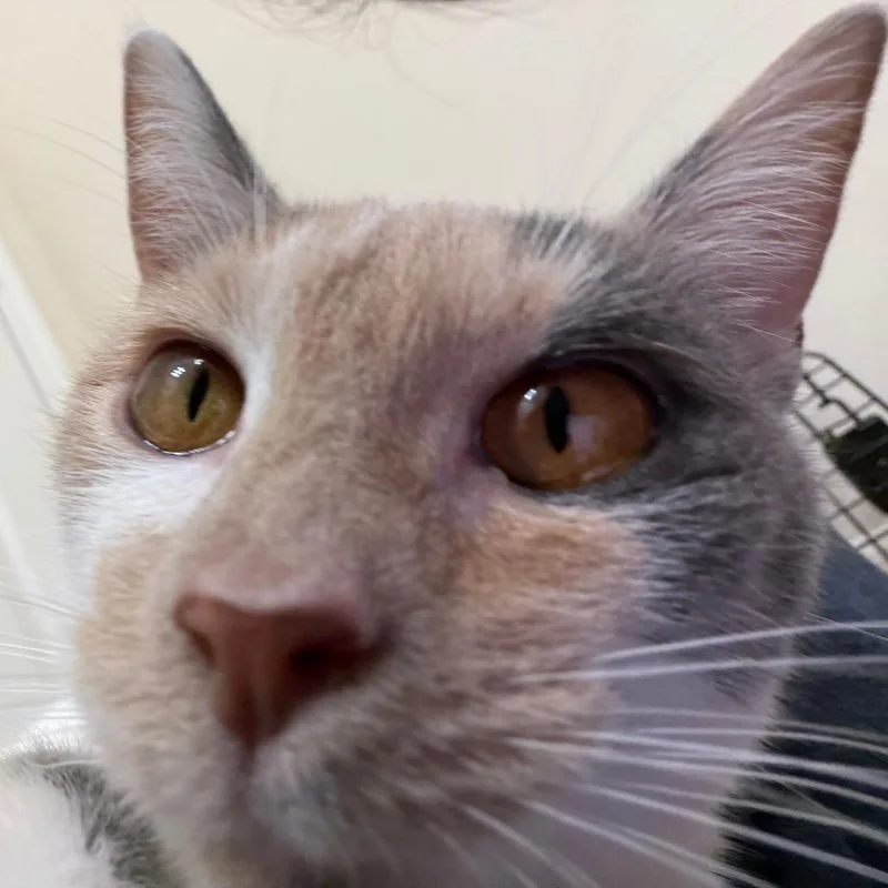 Sweet Cream thumbnail 5