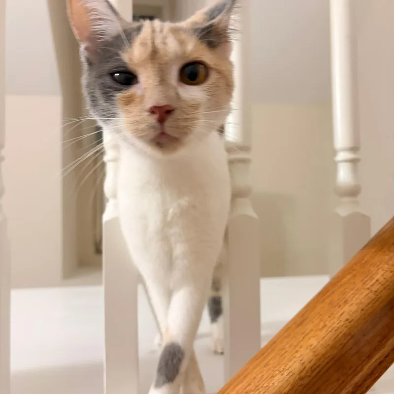 Sweet Cream thumbnail 6