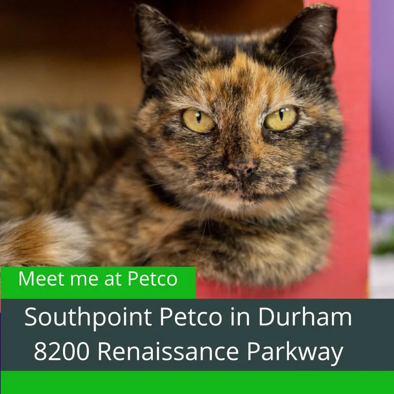 Sweet Potato thumbnail 2